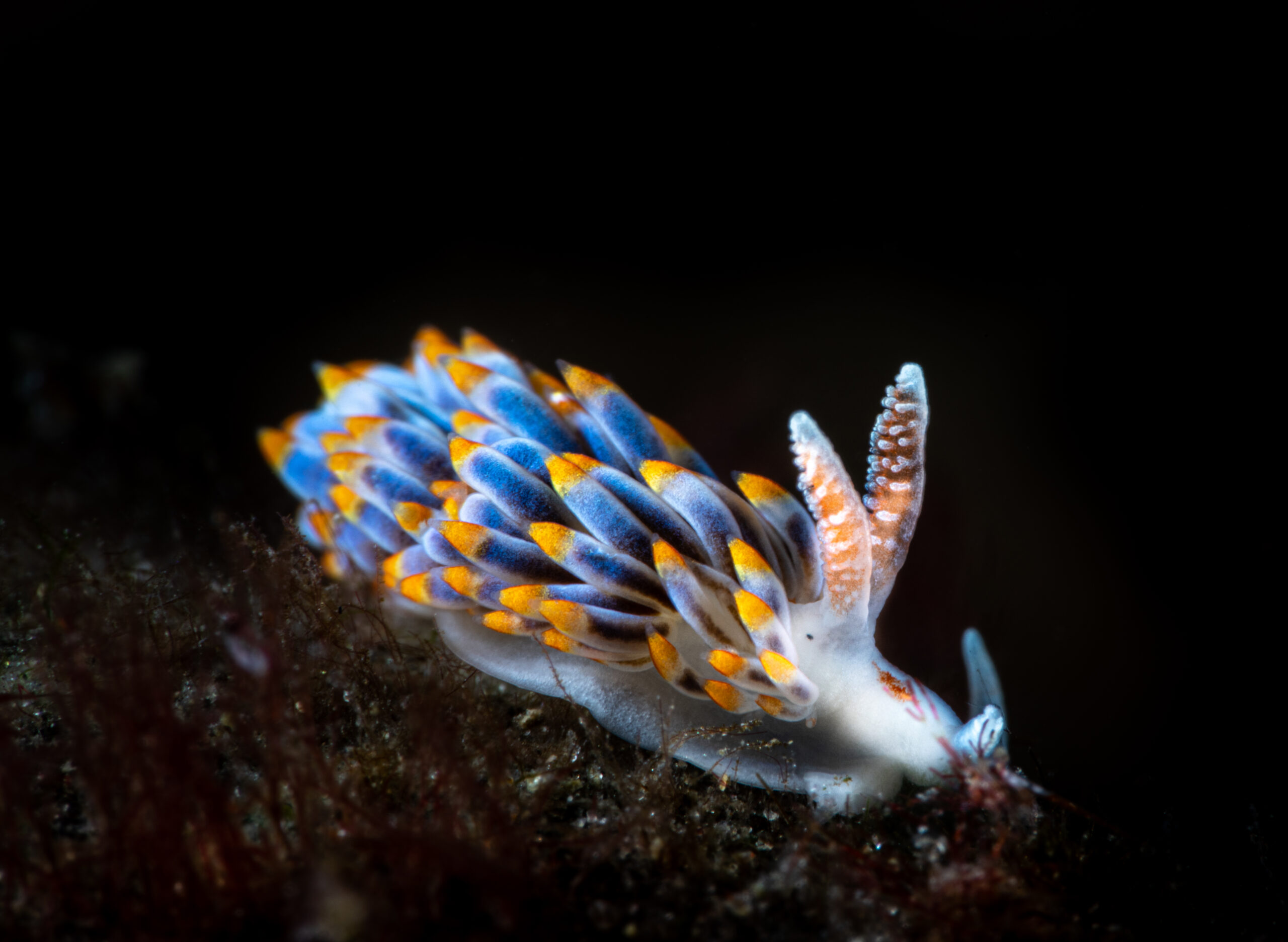 Berghia Coerulescens