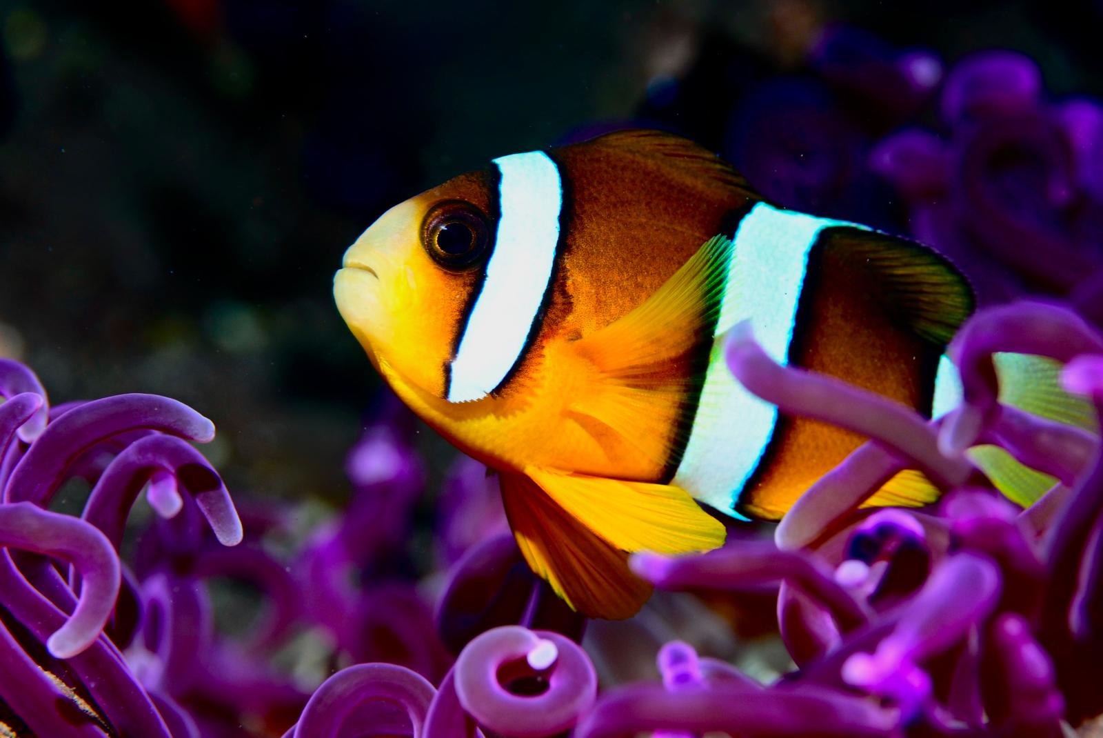 Anemonefish & Porcelain Host