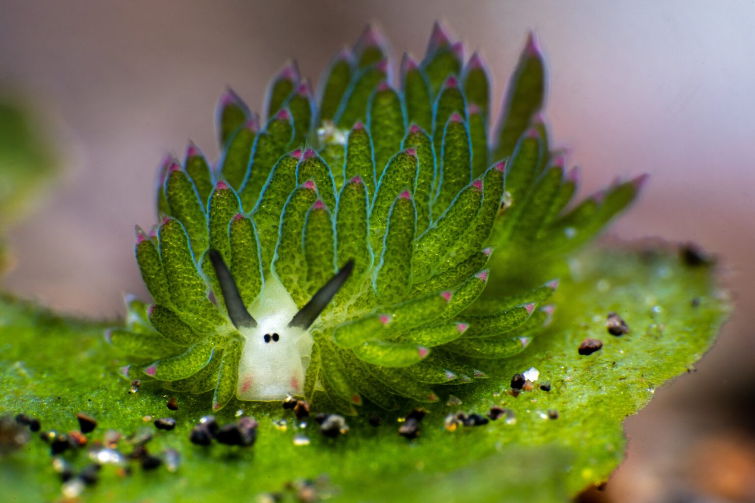 Leaf Sheep (Costasiella)