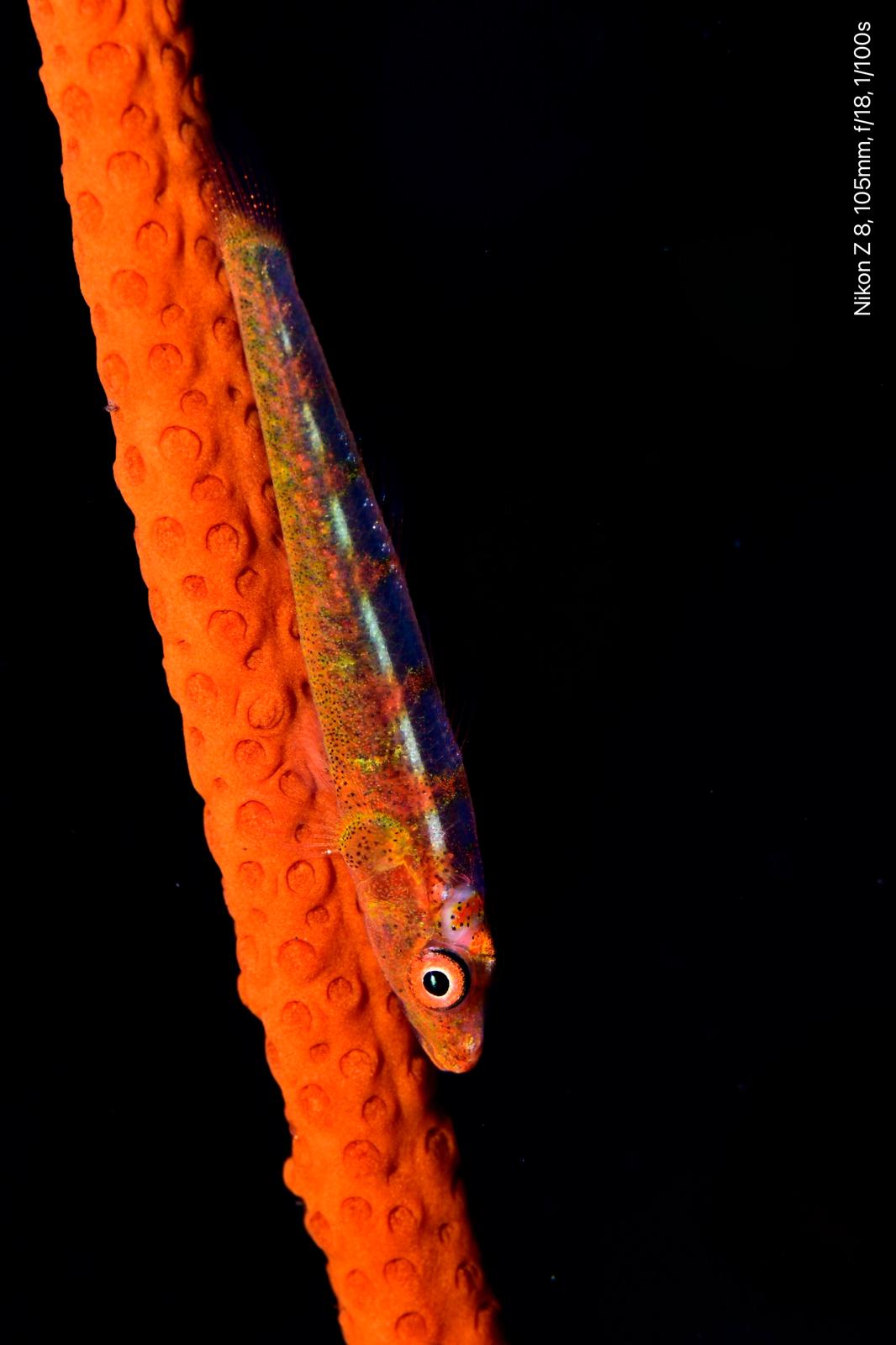 Translucent Whip Coral Goby