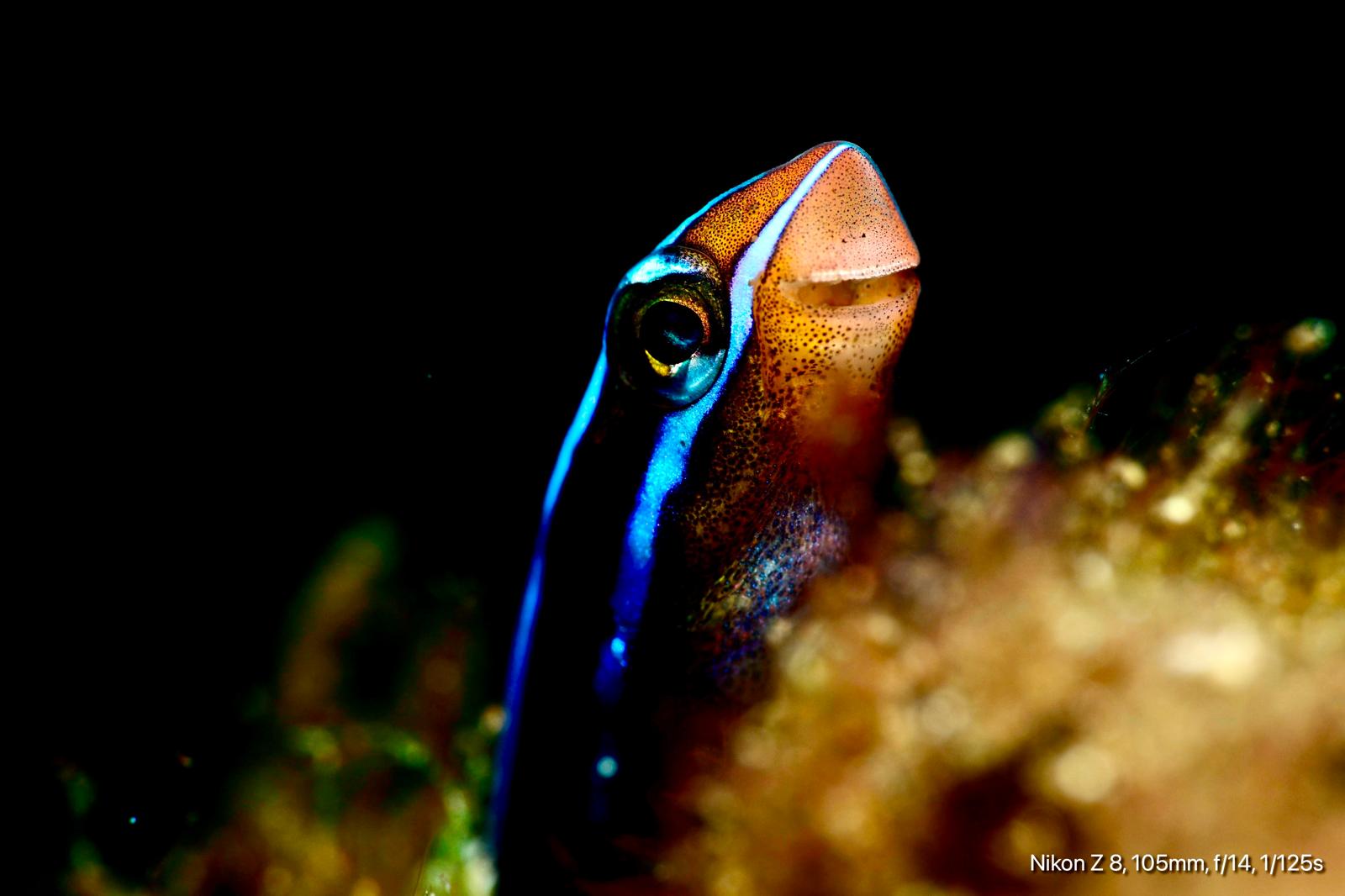 Emerald-Eyed Coral Goby