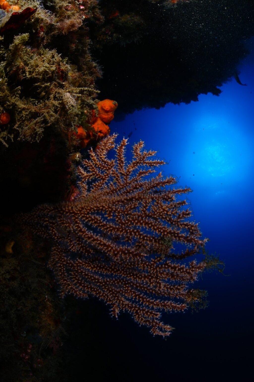 The Mediterranean Cradle