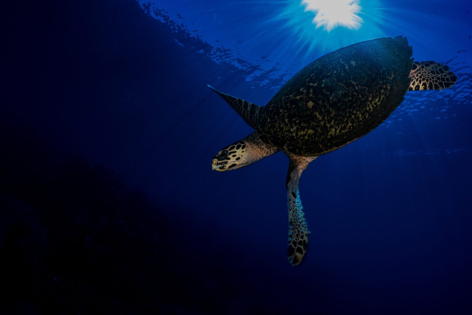 Green Turtle Glide