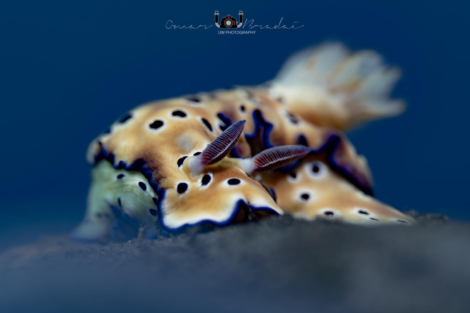 Hypselodoris tryoni — Two Perspectives