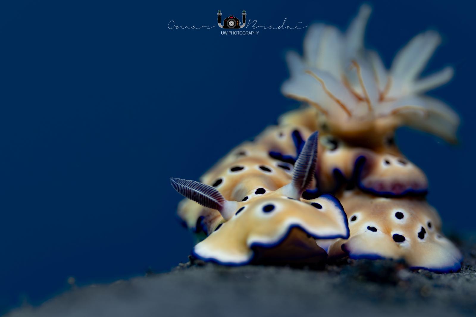 Hypselodoris tryoni courtship pair