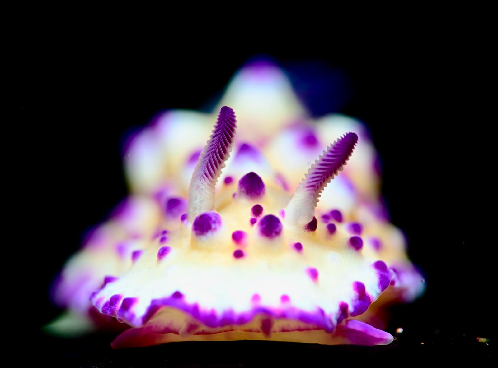 Mexichromis Nudibranch