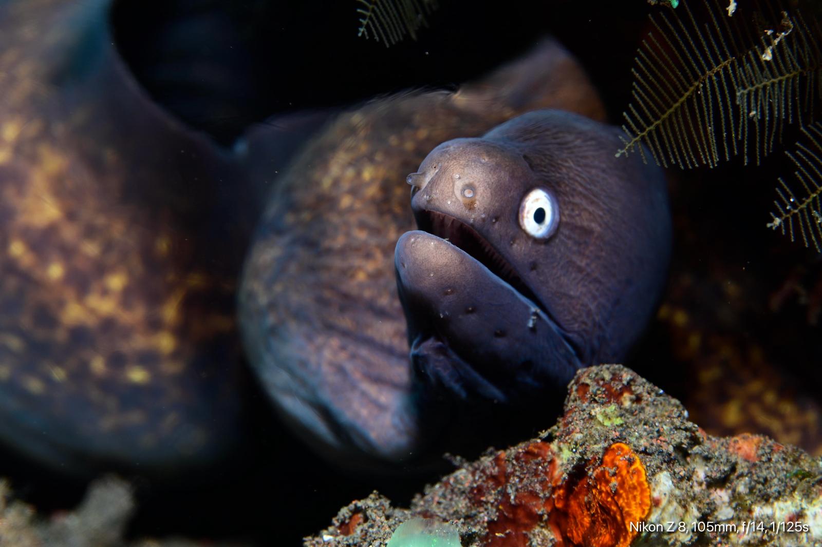 Giant Moray Eel