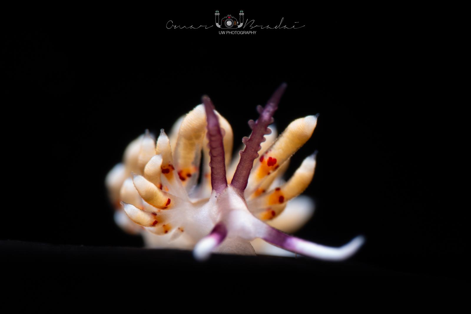 Vibrant Blue Nudibranch