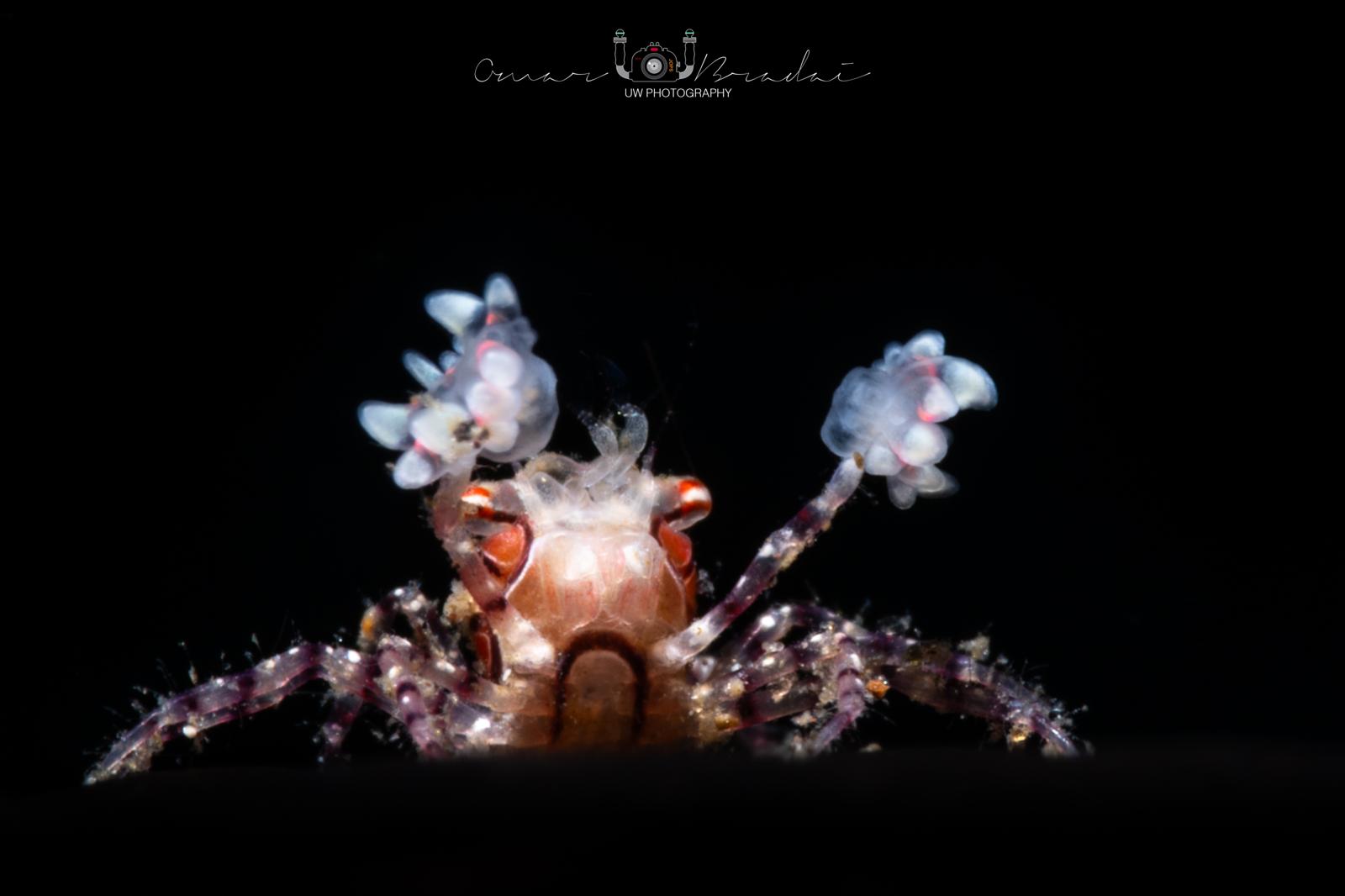 Pom-Pom Boxer Crab