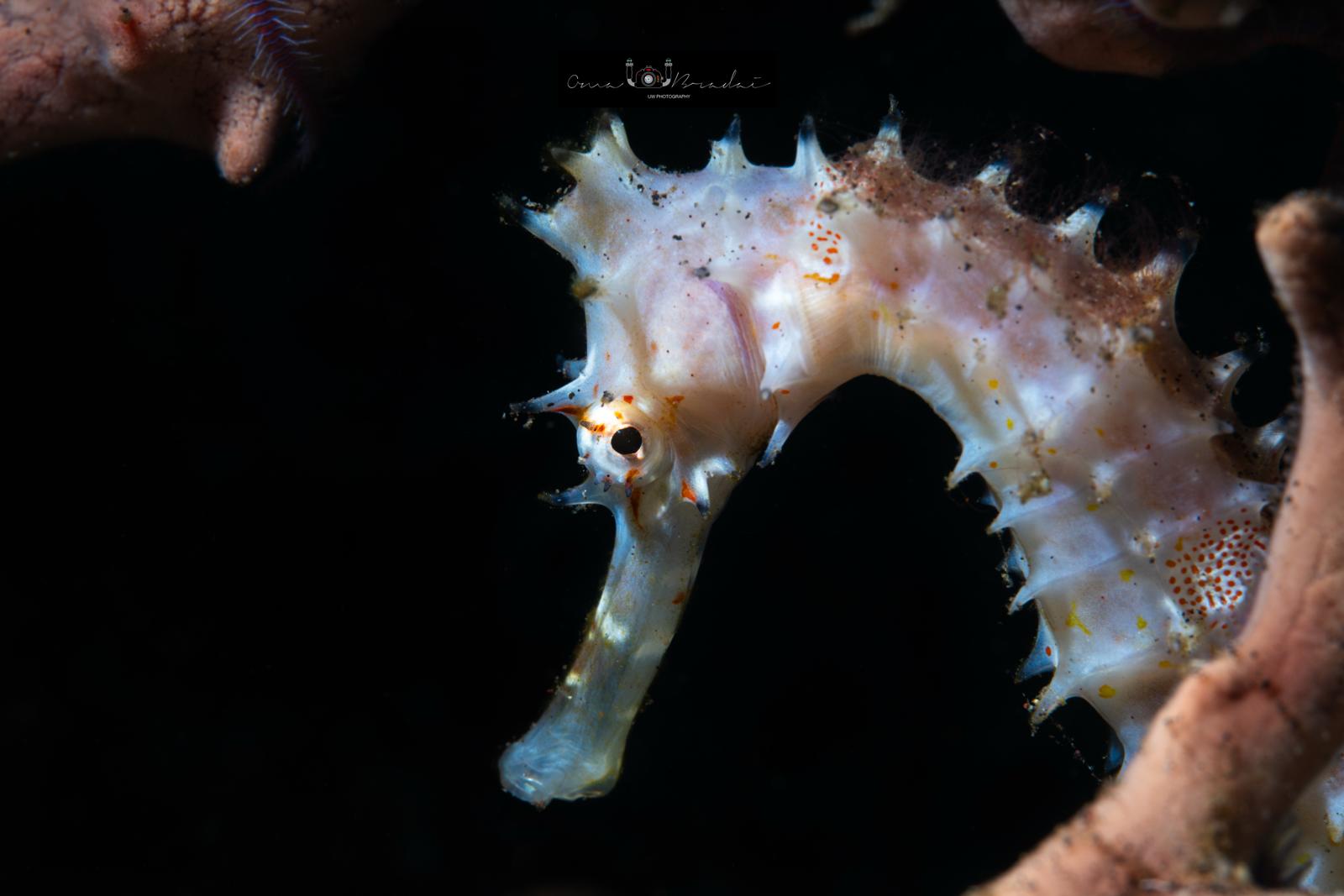 Camouflaged Seahorse