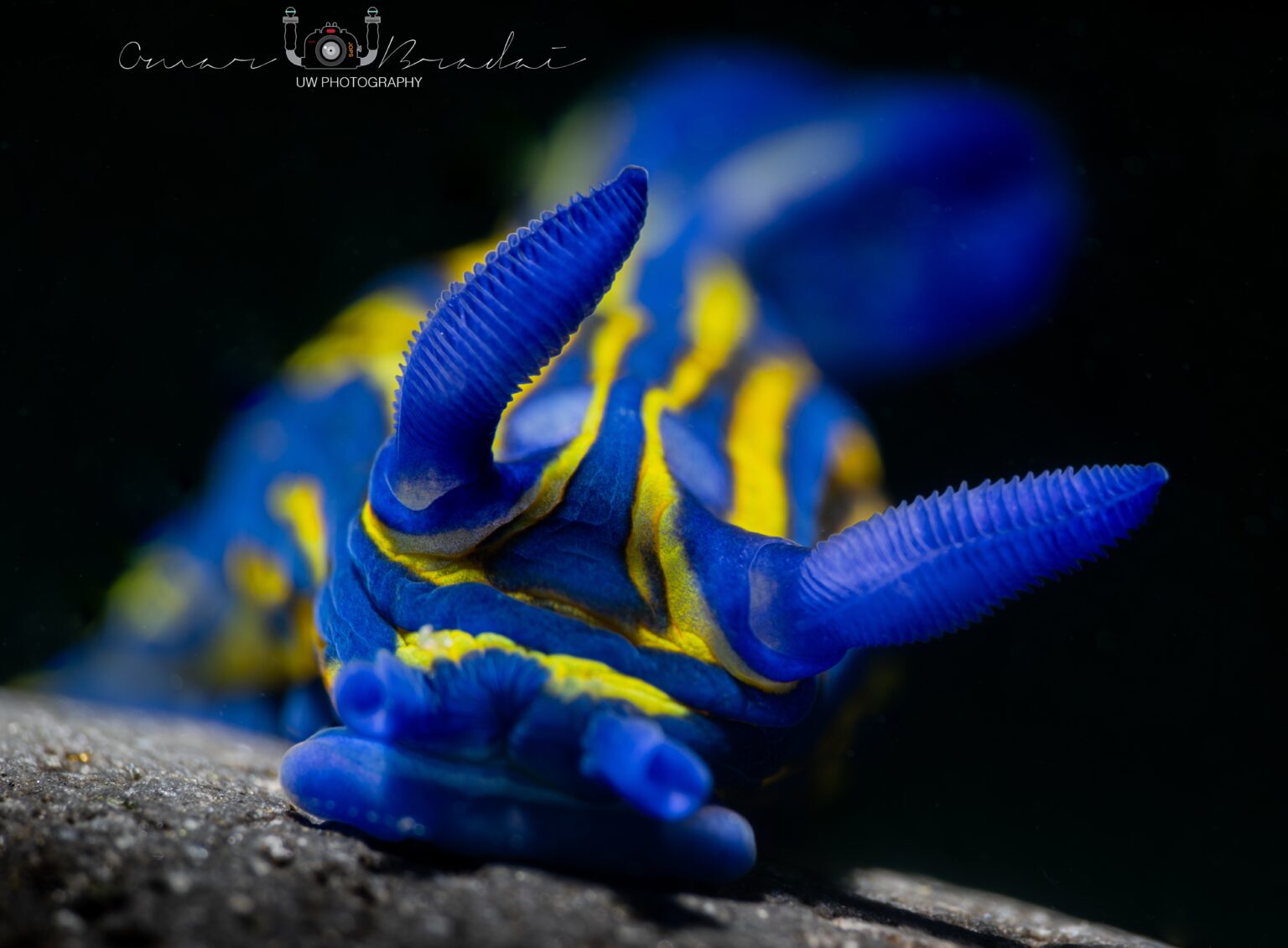 Tyrannodoris europaea